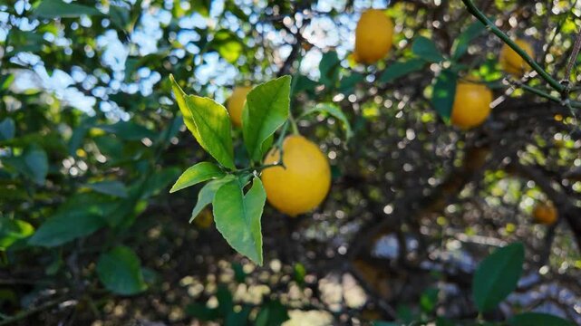 Citrus Tree Laden with Ripe Lemons and Glossy Green Leaves, Blurred Natural Background, Fresh Orchard Scene.