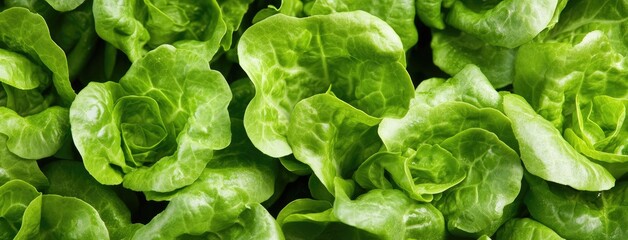Large modern greenhouse features orderly rows of lettuce and salad greens, with clear labels enhancing the aesthetic and educational value