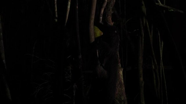 Aye-aye, Daubentonia madagascariensis, night animal in Madagascar. Aye-aye nocturnal lemur monkey in the nature habitat, coast forest in Madagascar, widllife nature. Rare endemic