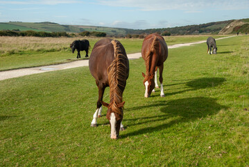 Two horses and ponies grazing, landscape with beautiful horses. Fields of Sussex, England, UK