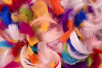 Colorful feather background, top view.