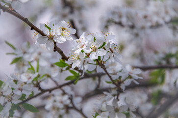 Spring blossoming of wild cherry plum in the city park.