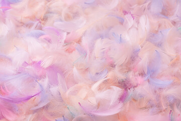 Colorful feather background, top view.