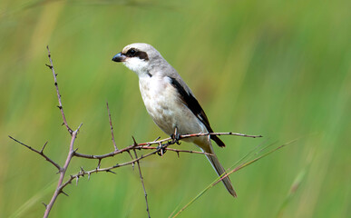 Adult female Lesser Grey Shrike (Lanius minor).