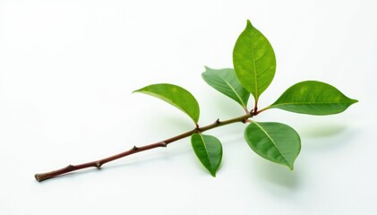 Fototapeta premium A solitary stem with leaves on a white background, natural, isolated, branch