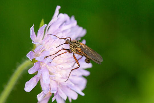 A dance fly (empis tesselata) perching on a pink flower