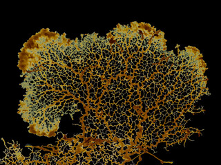 P2270221 fractal growth, slime mold plasmodium, Badhamia utricularis, petri dish, cECP 2025