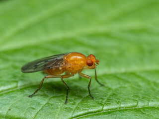 P5130189 brightly colored fly, Dryomyza anilis, Deas Island, cECP 2024