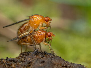 P5130337 pair of colorful flies mating, Dryomyza anilis, Deas Island, cECP 2024