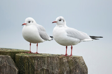 Two adult black-headed gull (chroicocephalus ridibundus) in winter plumage
