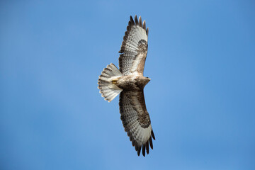Adult common buzzard (buteo buteo) circeling in the blue sky