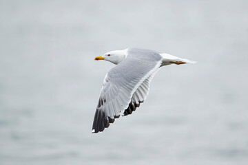 Fototapeta premium Almost adult (4th winter) yellow-legged gull (larus michahellis) in flight