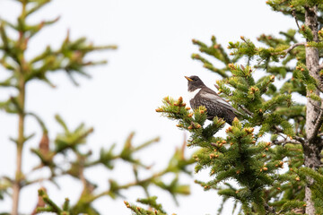 Male Ring Ouzle (Turdus torquatus alpestris) prching in a spruce