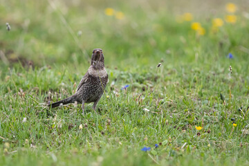 Female Ring Ouzle (Turdus torquatus alpestris) carring earth worms for the chicks
