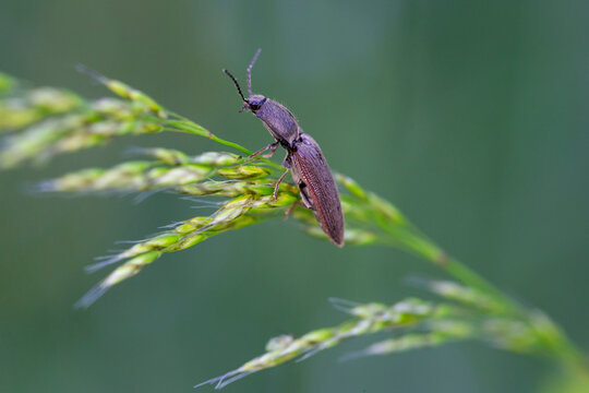 A click beetle (elateridae) from side