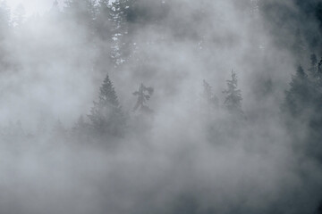 Dense Fog in a Douglas Fir Forest in Oregon