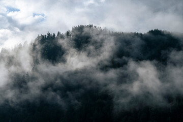 Dense Fog in a Douglas Fir Forest in Oregon