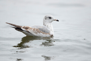 first winter common gull (larus canus) at ammersee in bavaria, germany
