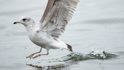 first winter common gull (larus canus) at ammersee in bavaria, germany