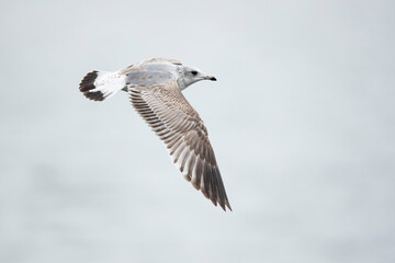 first winter common gull (larus canus) at ammersee in bavaria, germany