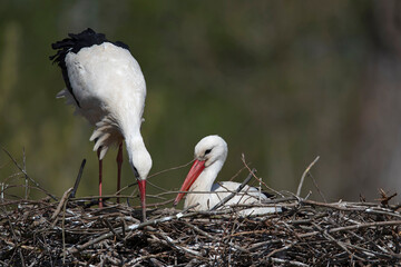 A couple of white stork (Ciconia ciconia) perching on nest, female is breeding