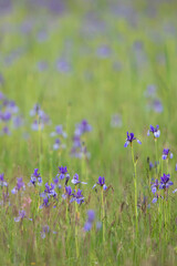 Violett meadow of siberian iris or siberian flag (iris sibirica)