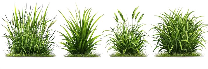 Grass Clump Variety: Isolated Vector Illustration Set