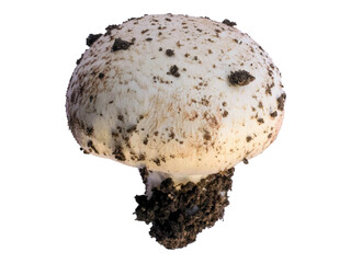 Closeup of a freshly harvested mushroom, still clinging to its earthy origins.  The image evokes themes of nature, growth, and harvest, perfect for culinary, agricultural, or environmental contexts.