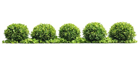 Fototapeta premium Row of Manicured Boxwood Shrubs on White Background