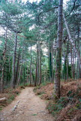 Green deep forest in mountain near bay Boka and Kotor town in Montenegro in winter time