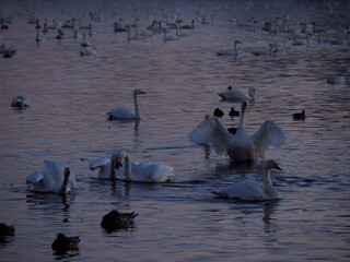 白鳥の群れ