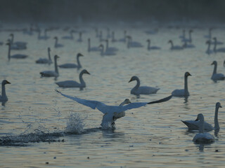 飛翔のため湖面を駆け出す白鳥