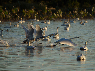 湖面を駆け抜ける白鳥