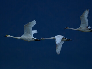 群青色の空を飛ぶ白鳥達