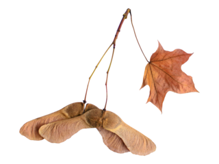Closeup of maple seeds and a dried leaf hanging from a twig, isolated on white.  Evokes themes of autumn, letting go, and the cycle of nature.