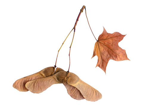 Closeup of maple seeds and a dried leaf hanging from a twig, isolated on white.  Evokes themes of autumn, letting go, and the cycle of nature.