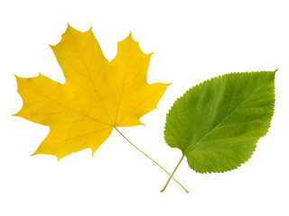 Vibrant autumnal maple leaf and fresh green leaf isolated on white.  Perfect for nature, seasonal, change, or growth concepts. Ideal for cards, websites, or educational materials.
