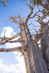 Bristlecone pines grove on Spectra Point Spur Trail at Cedar Breaks National Monument, Utah