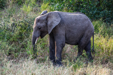 éléphant dans le parc du Serengeti 