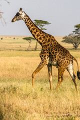 girafe dans le parc du Serengeti 