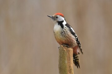 Middle spotted woodpecker Dendrocopos medius bird songbird wildlife nature predator cock o the north, beautiful animal mountain finch, animal, bird watching ornithology, wildlife Europe