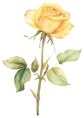 Obraz premium PNG Pastel coquette yellow rose illustration watercolor art.