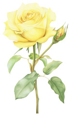 Obraz premium PNG Pastel coquette yellow rose illustration watercolor flower.