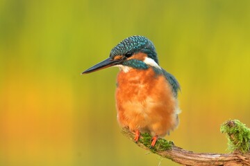 Common kingfisher Alcedo atthis bird songbird wildlife nature predator cock o the north, beautiful animal mountain finch, animal, bird watching ornithology, flower bud fauna wildlife Europe