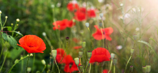 red poppies in a field on a background of green grass