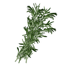 Rosemary, green aromatic plant. Bunch of useful herbs. Watercolor illustration isolated from background. Spice and seasoning for meat. Hand drawing. Spring bouquet