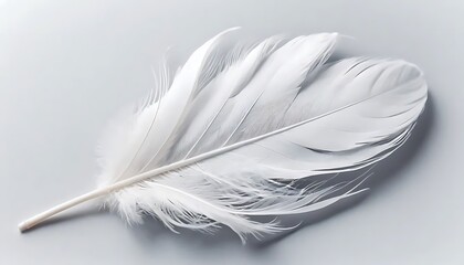 Delicate White Feather Composition with Subtle Shadows and Soft Textures