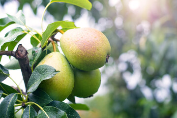 Ripe green pears (Pyrus) with water drops sparkling in the sun on a pear branch in the garden