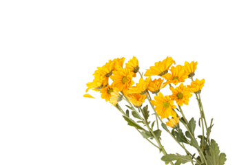 A vibrant yellow daisy branch with delicate petals, green centers, set against transparent background. The flowers symbolize longevity and happiness, radiating warmth and natural beauty.