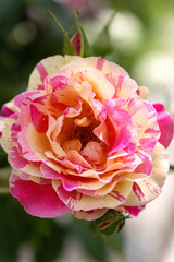 Yellow pink white roses Rosa banksiae or Lady Bankflowers for the celebration use, in the garden or...